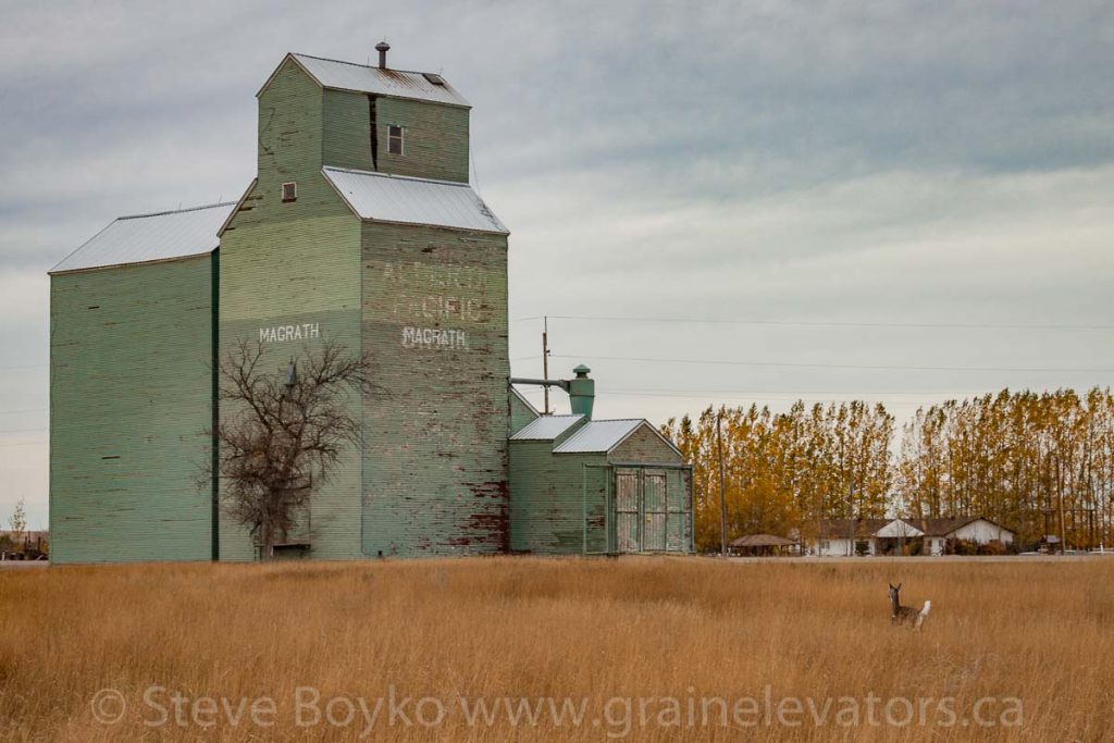 Deer and the Alberta Pacific grain elevator in Magrath, AB. October 2014.