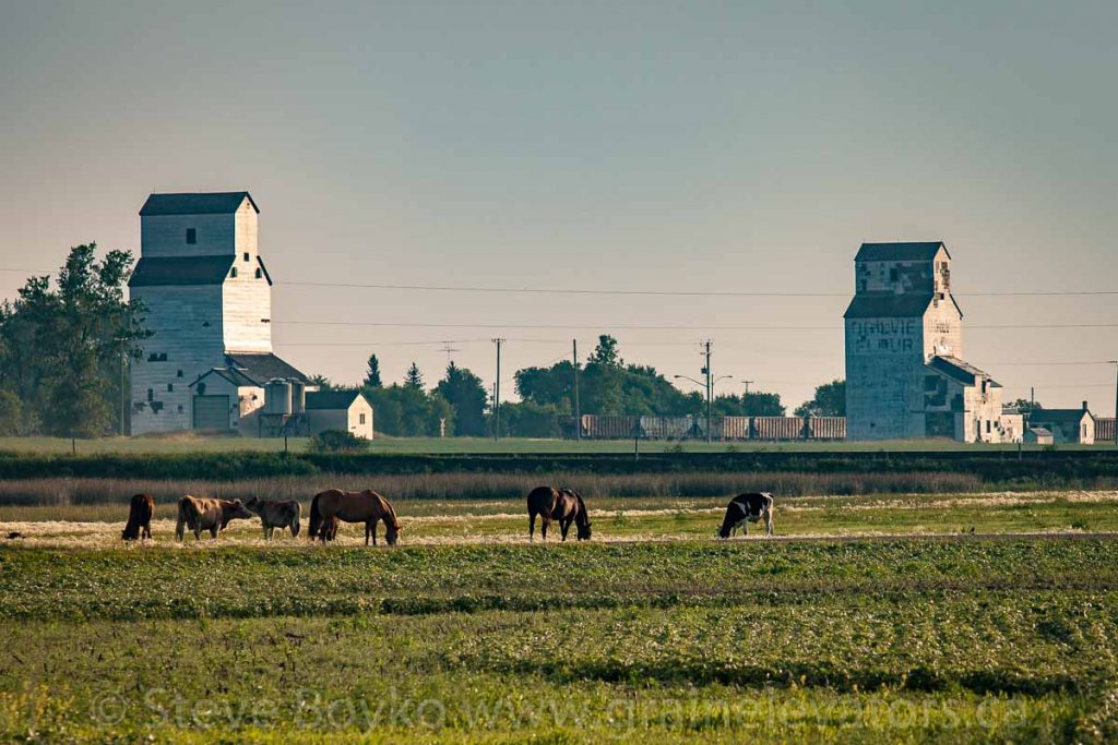 Horse power and grain elevators in Napinka, MB, Aug 2014. Contributed by Steve Boyko.