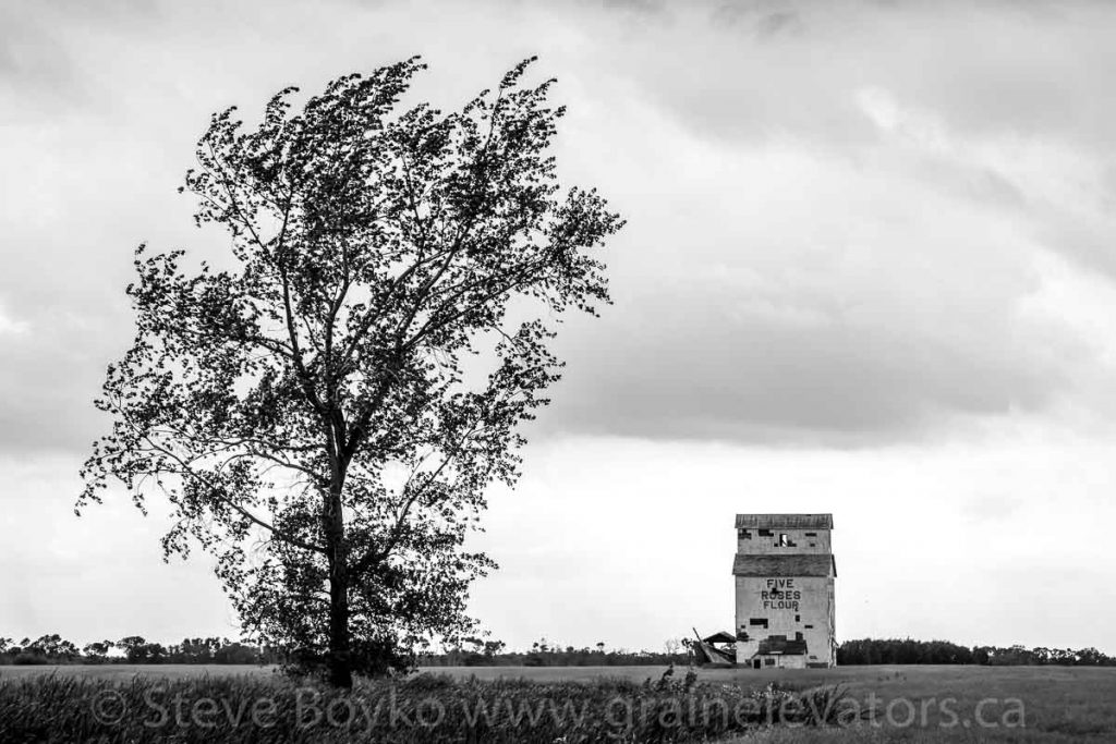 A windswept tree, and Cameron.