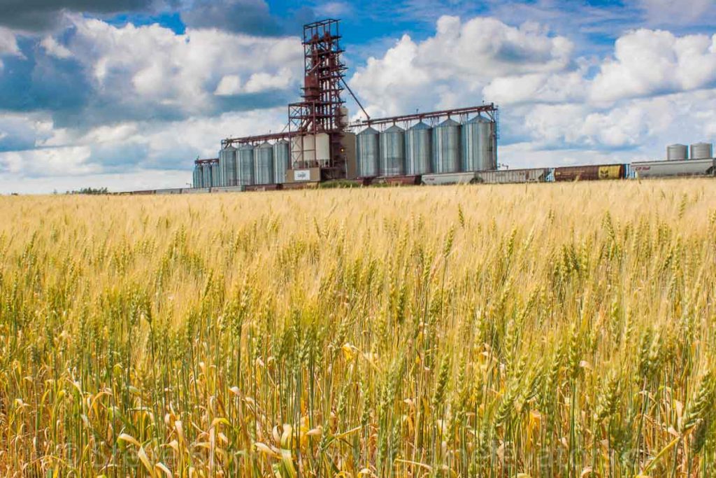 The Cargill grain complex outside Nesbitt, Manitoba, August 2014. Contributed by Steve Boyko.