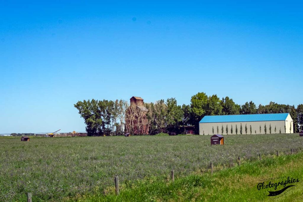 Grain elevator near Gem, Alberta, July 2017. Contributed by Jason Paul Sailer.