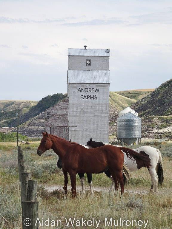 Colour image of horses and a silver grain elevator in the Alberta badlands