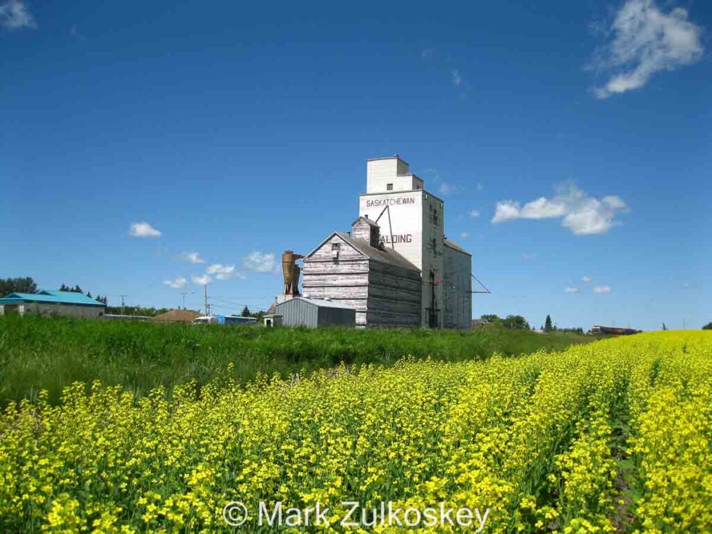 Colour photograph showing a wooden grain elevator with a yellow field of canola in the foreground, under a blue sky.